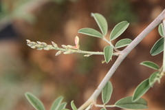 Indigofera oblongifolia